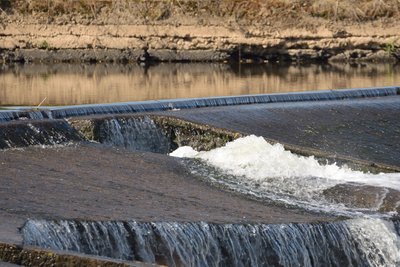 Nahe-Damm in Gensingen im Naturschutzgebiet „Untere Nahe“ (NSG 7133-053)