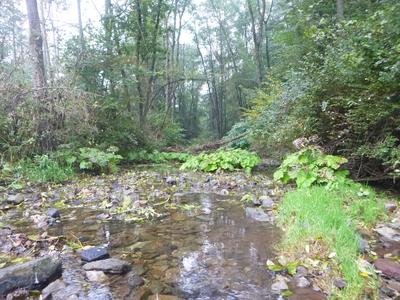 Hoppecke im Naturschutzgebiet Unteres Hoppecketal.