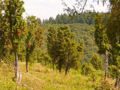 Wacholder (Juniperus communis) im Naturschutzgebiet „Wacholdergelände bei Bleckhausen“ (NSG 7233-002) in Bleckhausen, Rheinland-Pfalz