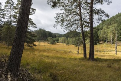 Moorvegetation in einer Talaue mit Tierwelt, Erlenbruchvegetation, Quellnischen und Felsstrukturen der Karlstal-Felsschicht mit den umgebenden Waldflächen.