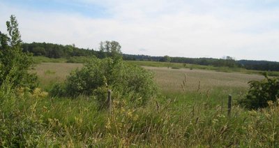 Naturschutzgebiet Wostevitzer Teiche. Blick in den Nordteil des Gebiets von der "Südstraße".