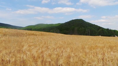 Landkreis Bad Kreuznach, Blick zum Maasberg (NSG) in Bad Sobernheim.