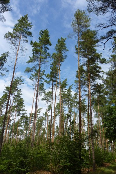 Kiefern im Naturschutzgebiet „Dünenkiefernwald am Langhagensee“