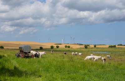 Wet meadow extensively managed as pasture within the Duck Moor Nature Reserve (Naturschutzgebiet Entenmoor Moitin). The nature reserve is named after the nearby village of Moitin and located in the...