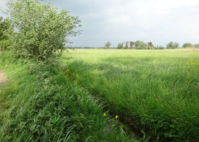 Naturschutzgebiet Hetter-Millinger Bruch, Emmerich am Rhein; Holländerdeich / Regnittsche Weide (Rees)