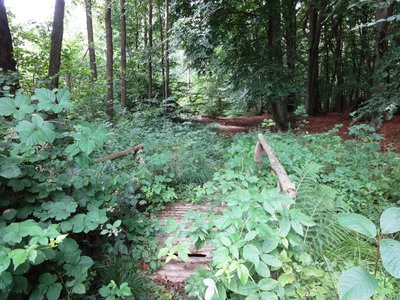 Das NSG Karlsburger und Oldenburger Holz ist ein Naturschutzgebiet in Mecklenburg-Vorpommern mit einem strukturierten Waldgebiet, feuchten Senken und Grünlandflächen. Es ist Lebensraum des...