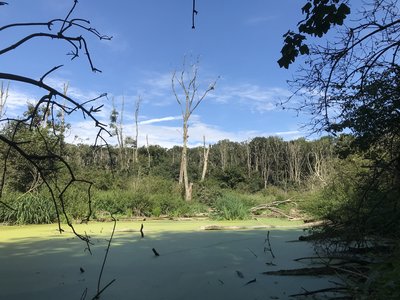 Naturschutzgebiet Kormorankolonie bei Niederhof in Mecklenburg-Vorpommern