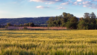 Panorama des Naturschutzgebietes Meerheck in Rheinland-Pfalz