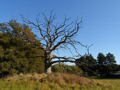 Das Naturschutzgebiet Nebel ist ein 846 Hektar umfassendes Naturschutzgebiet in Mecklenburg-Vorpommern zwischen den Orten Kuchelmiß, Hoppenrade und Klueß.