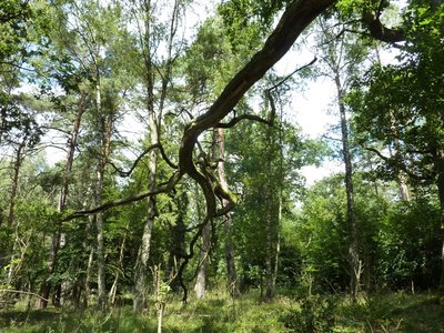 Lichter Baumbewuchs am Nordufer des Großen Langhagensees im Naturschutzgebiet „Nordufer Langhagensee und Kleiner Langhagensee“