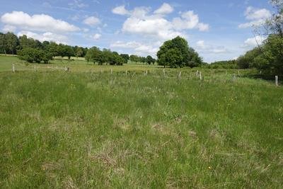 Naturschutzgebiet Springebachtal; Blick nach Osten.