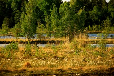 Naturschutzgebiet „Teufelsmoor bei Horst“, Mecklenburg-Vorpommern