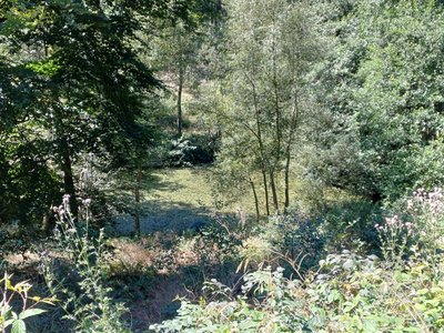 Naturteich Dürholderbach in Monschau-Höfen