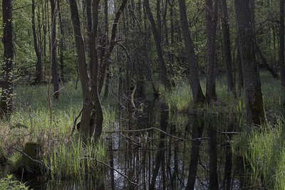 Naturwaldreservat Kronwald (Teilgebiet des NSG Kronwald) bei Loitz, Vorpommern-Greifswald ... Randbereichsaufnahme (Naturwaldreservat wurde nicht betreten !!!)