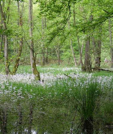 Blick in das Naturschutzgebiet Neuendorfer Moor