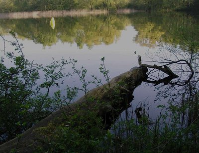Naturschutzgebiet Ostufer Tiefwaren – Falkenhäger Bruch