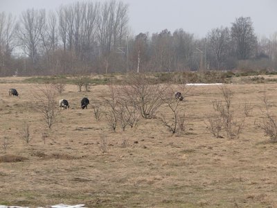 Naturschutzgebiet Försterhofer Heide, Mecklenburg-Vorpommern.