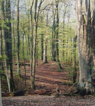 Eindruck aus dem Naturschutzgebiet Großes Holz in Mecklenburg-Vorpommern bei Linstow.