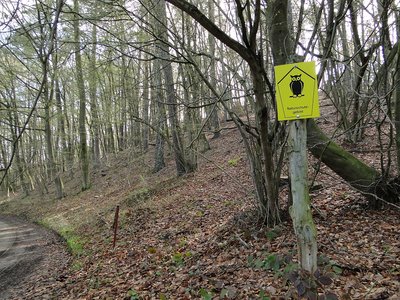 Naturschutzgebiet Gruber Forst südlich Teterow, Mecklenburg-Vorpommern.
