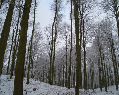 Buchenwald im Naturschutzgebiet Kleppelshagen (Mecklenburg-Vorpommern).