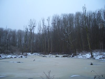 Zentraler Teil im Naturschutzgebiet Kormorankolonie bei Niederhof (Mecklenburg-Vorpommern).