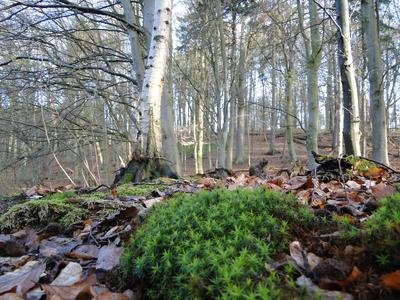 Naturschutzgebiet Teterower Heidberge Camera location53° 47′ 39.65″ N, 12° 32′ 37.39″ E View this and other nearby images on: OpenStreetMap 53.794348; 12.543720