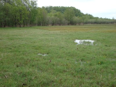 Naturschutzgebiet Kalk-Zwischenmoor Wendischhagen.