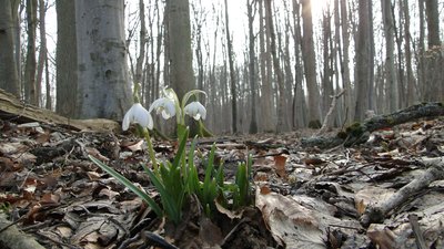 Naturschutzgebiet Wittenhagen, Mecklenburg-Vorpommern. Camera location54° 10′ 56.41″ N, 13° 00′ 33.63″ E View this and other nearby images on: OpenStreetMap 54.182337; 13.009341