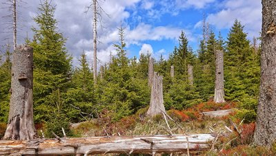 Waldwandel im Nationalpark Harz