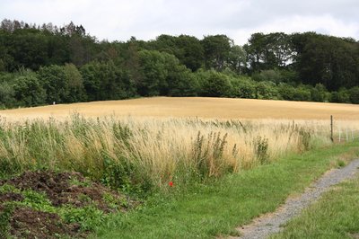 Naturschutzgebiet Steinbruch am Breiten Berg, Ötzingen, Westerwald, Rheinland-Pfalz