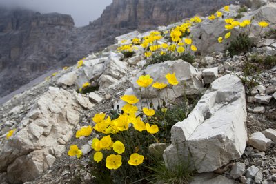 Alpen-Mohn (Papaver alpinum)