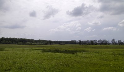 Peenewiesen bei Trantow im Naturschutzgebiet Schwingetal und Peenewiesen bei Trantow, Vorpommern-Greifswald