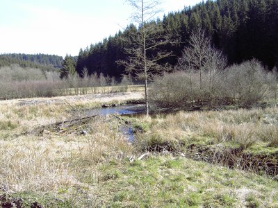 Das Foto zeigt den Lauf des Perlenbachs in der Nähe von Höfen/Eifel, Naturschutzgebiet „Perlenbach-Fuhrtsbachtal-Talsystem“