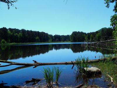 Pfalzwoog; Biosphärenreservat Pfälzerwald