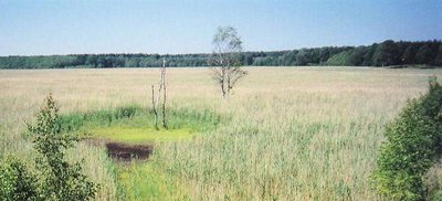 Blick in das Plöwensche Seebruch, ein Naturschutzgebiet in Mecklenburg-Vorpommern.