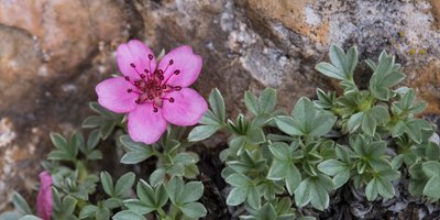Dolomiten-Fingerkraut (Potentilla nitida)