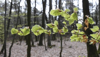 Beechwoodforest in spring