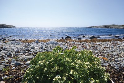 Beach Cabbage in flowering- Merdø