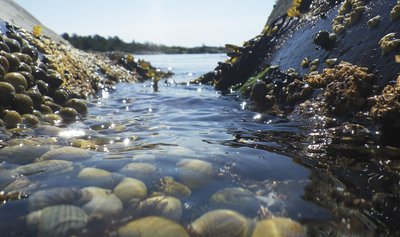 Tidal zone