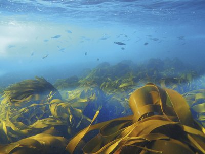 Kelp forest in the Raet NP
