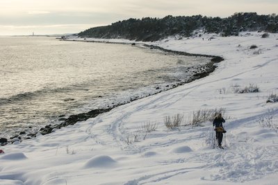 Spornes at winter