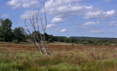 Naturschutzgebiet Osterbachtal bei Reinsfeld - Mitte des Gebiets
