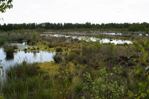 Renaturierungsflächen auf ehemaligem Torfabbau im Naturschutzgebiet Göldenitzer Moor