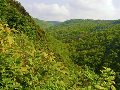 Naturschutzgebiet „Rheinhänge von Burg Gutenfels bis zur Loreley“ (NSG 7141-004): Naturnahe Eichenwalddecke im Urbachtal.