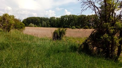 (NSG:RP-7319-019)_Wormser Ried
Ansicht des Naturschutzsgebiets "Wormser Ried" aus nördlicher Richtung, ungefähr von Geo-Koordinate 49°36'22.0"N 8°23'00.9"E