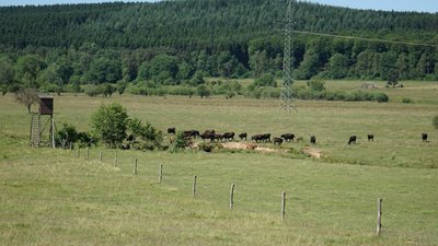 (NSG:RP-7235-066)_Panzbruch bei Greimerath Naturschutz durch Nutzung: Das Beweidungsprojekt "Panzbruch bei Greimerath" dient der Offenhaltung der Landschaft, der Erhaltung von Grünland und der...