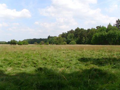 Naturschutzgebiet Rodenbacher Bruch im Juni