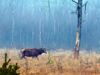 Rothirsch im Kieshofer Moor, aufgenommen im Naturschutzgebiet Kieshofer Moor: N 8
