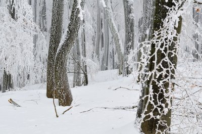Winterlandschaft im Nationalpark Hainich