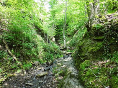Blick hinauf in der Ruppertsklamm, Naturschutzgebiet „Ruppertsklamm“ (NSG 7141-001) in Niederlahnstein, Rheinland-Pfalz